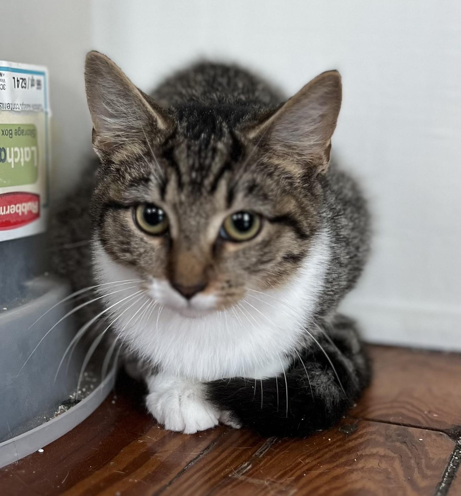 Liam, a Adoptable Tabby in Bridgeton, NC image 6/6