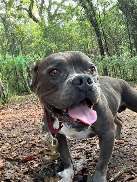 Enlarge DUDLEY, a Adoptable mixed breed in Tallahassee, FL image 1/1
