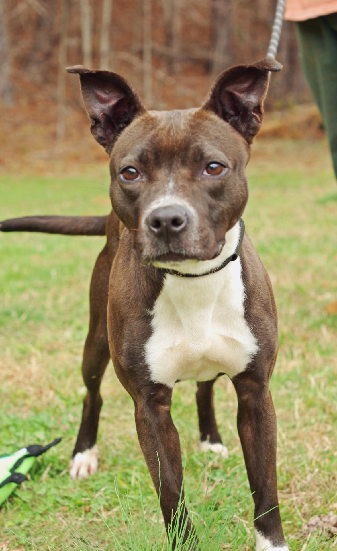 Lucy, a ADOPTABLE mixed breed in Sautee Nacoochee, GA image 2/3