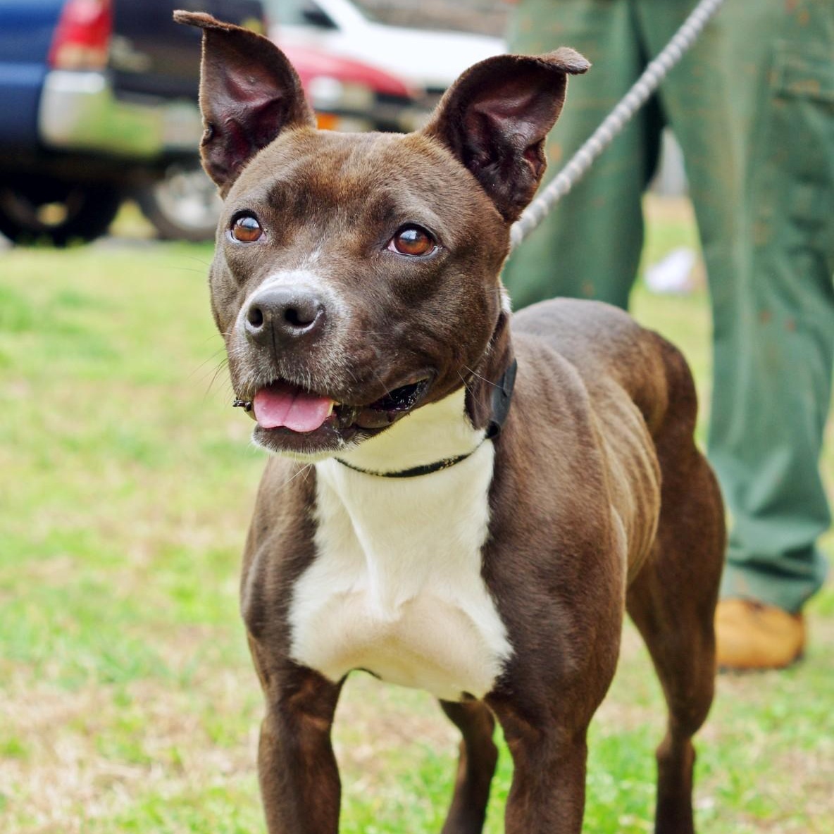 Lucy, a ADOPTABLE mixed breed in Sautee Nacoochee, GA image 1/3