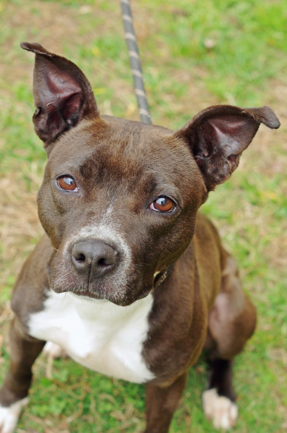Lucy, a ADOPTABLE mixed breed in Sautee Nacoochee, GA image 3/3