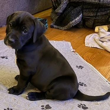 Enlarge Clyde, a Adoptable mixed breed in Edwards, IL image 1/1