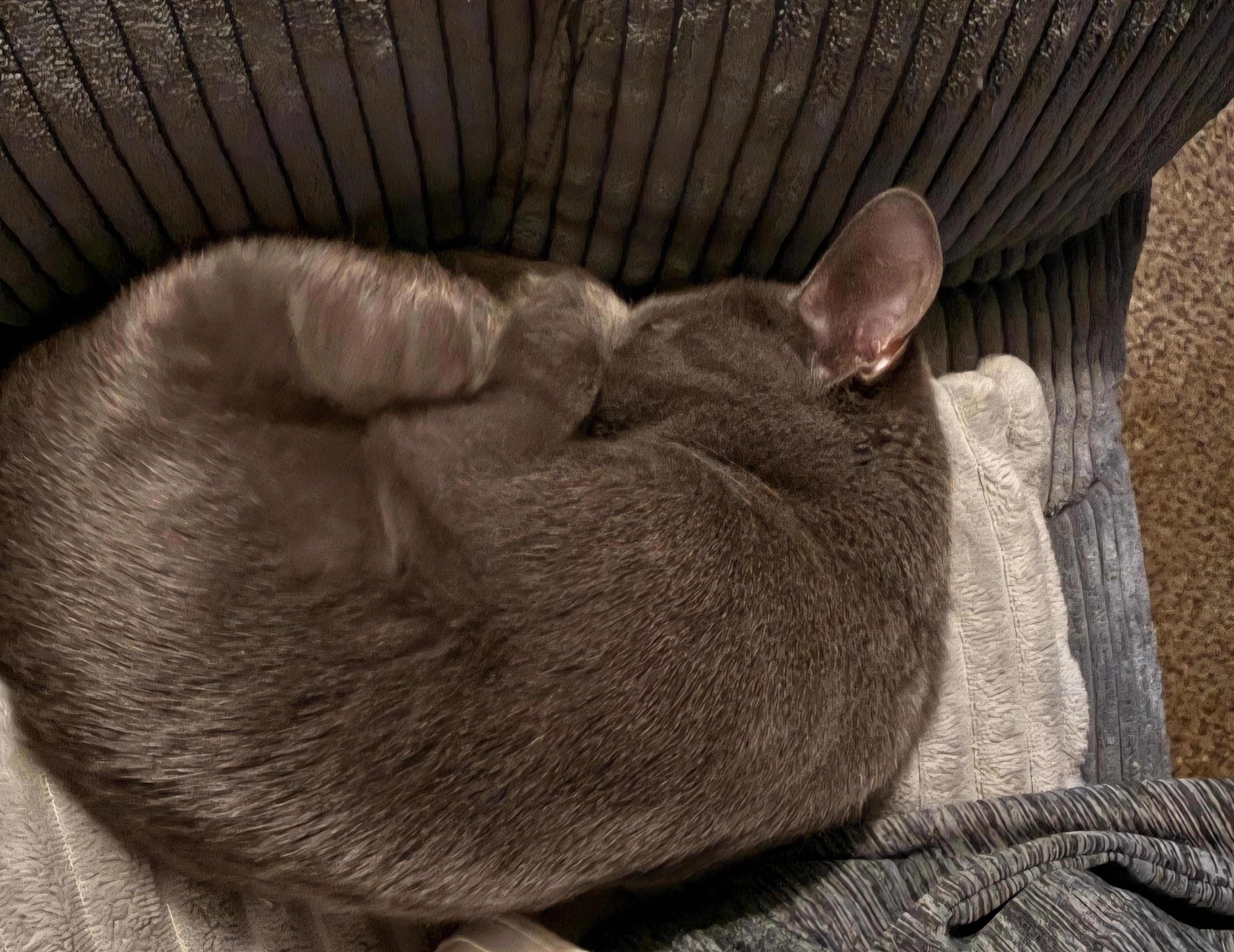 Tindra , a ADOPTABLE Domestic Short Hair in Clayton, NJ image 5/6