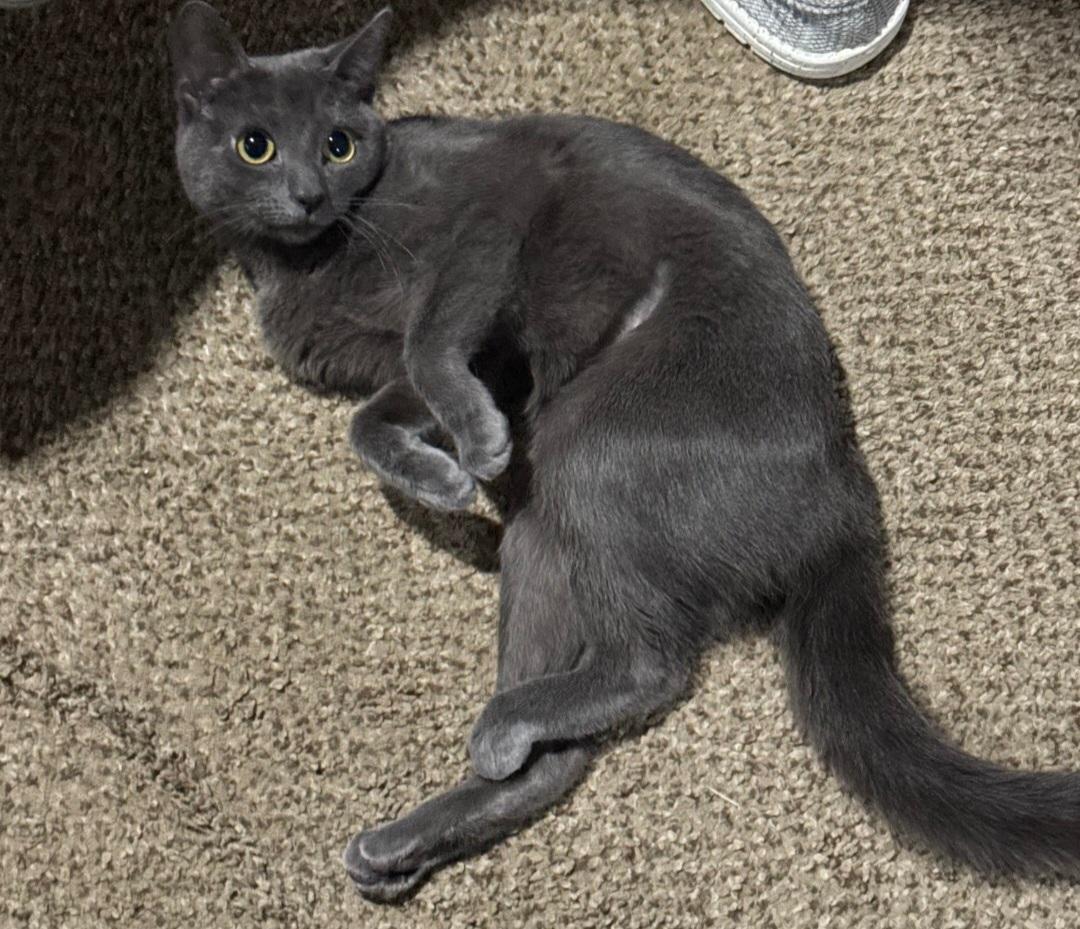 Tindra , a ADOPTABLE Domestic Short Hair in Clayton, NJ image 6/6