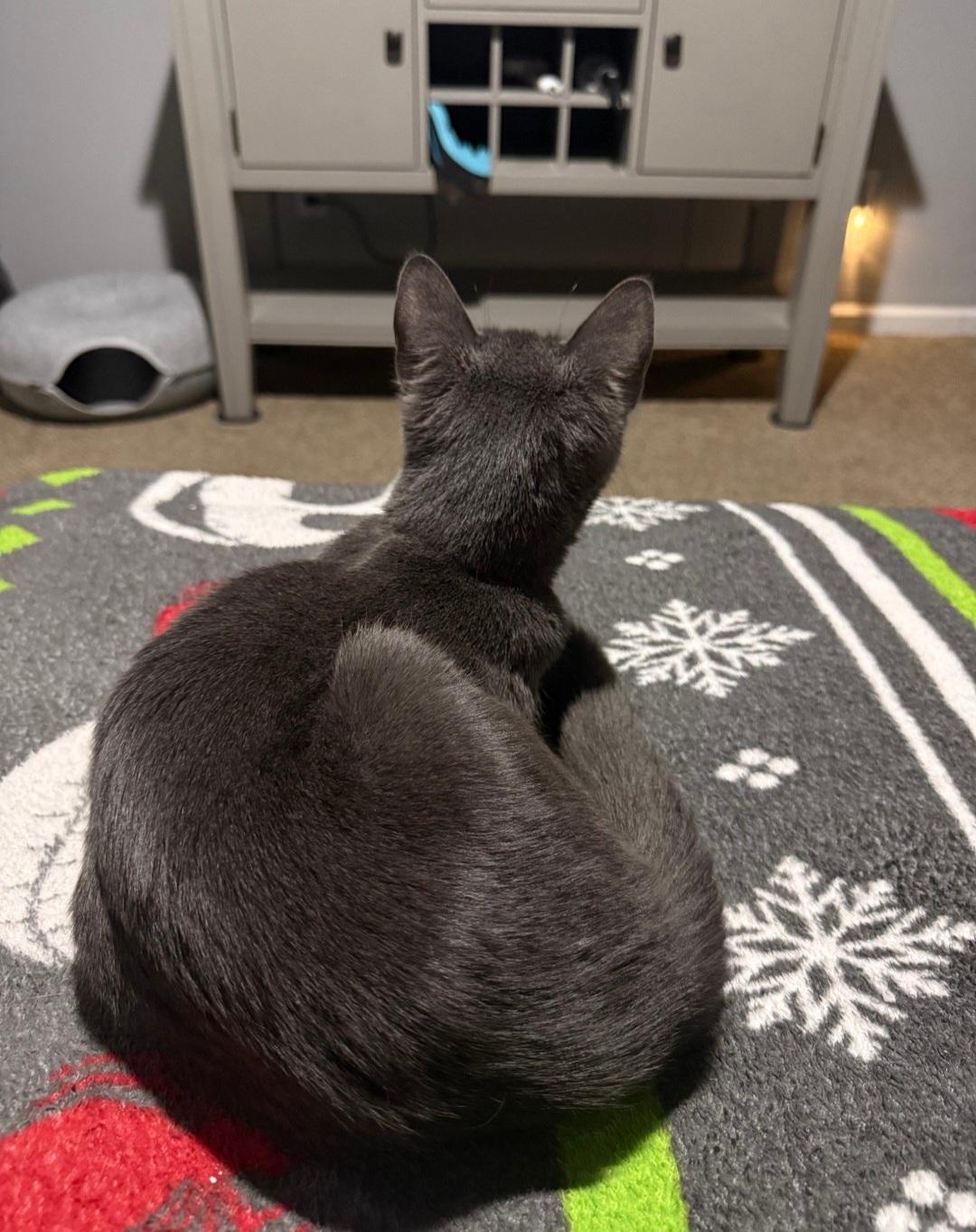 Tindra , a ADOPTABLE Domestic Short Hair in Clayton, NJ image 4/6