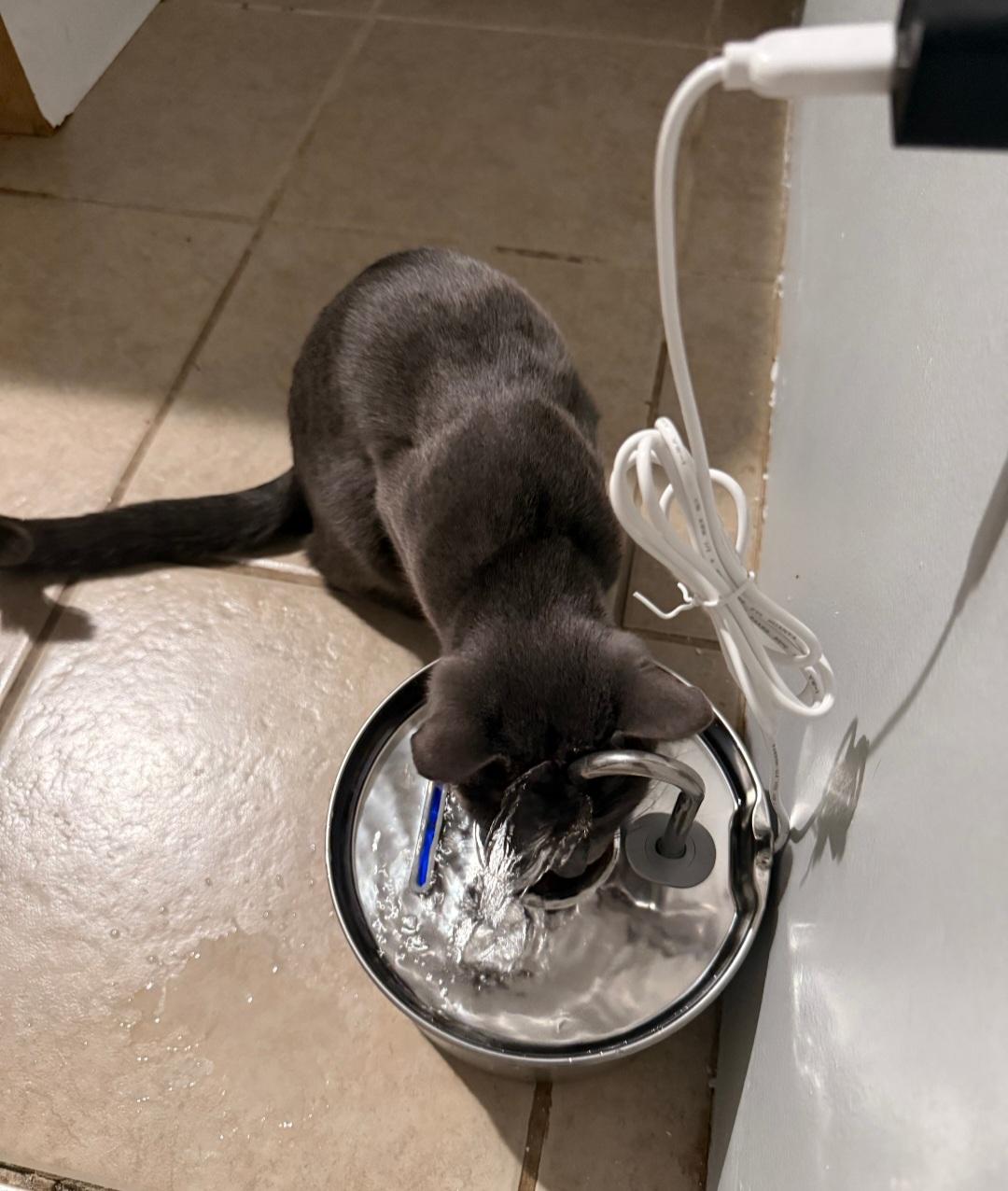 Tindra , a ADOPTABLE Domestic Short Hair in Clayton, NJ image 2/6