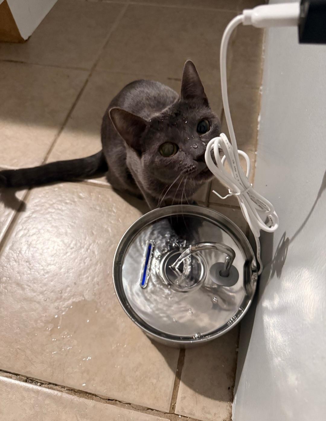 Tindra , a ADOPTABLE Domestic Short Hair in Clayton, NJ image 3/6