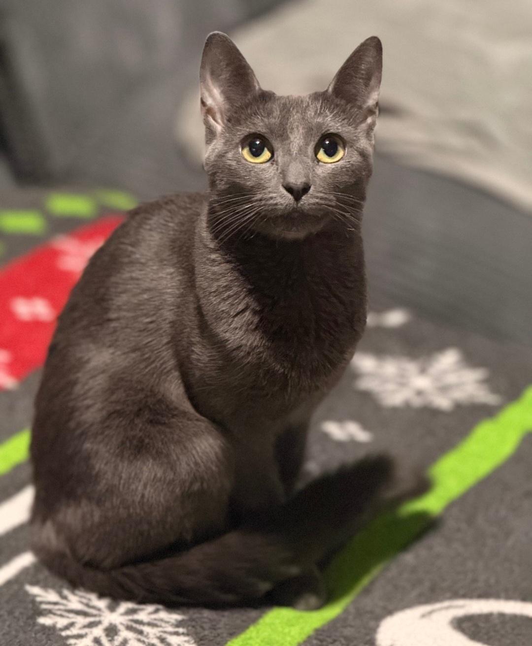 Tindra , a ADOPTABLE Domestic Short Hair in Clayton, NJ image 1/6