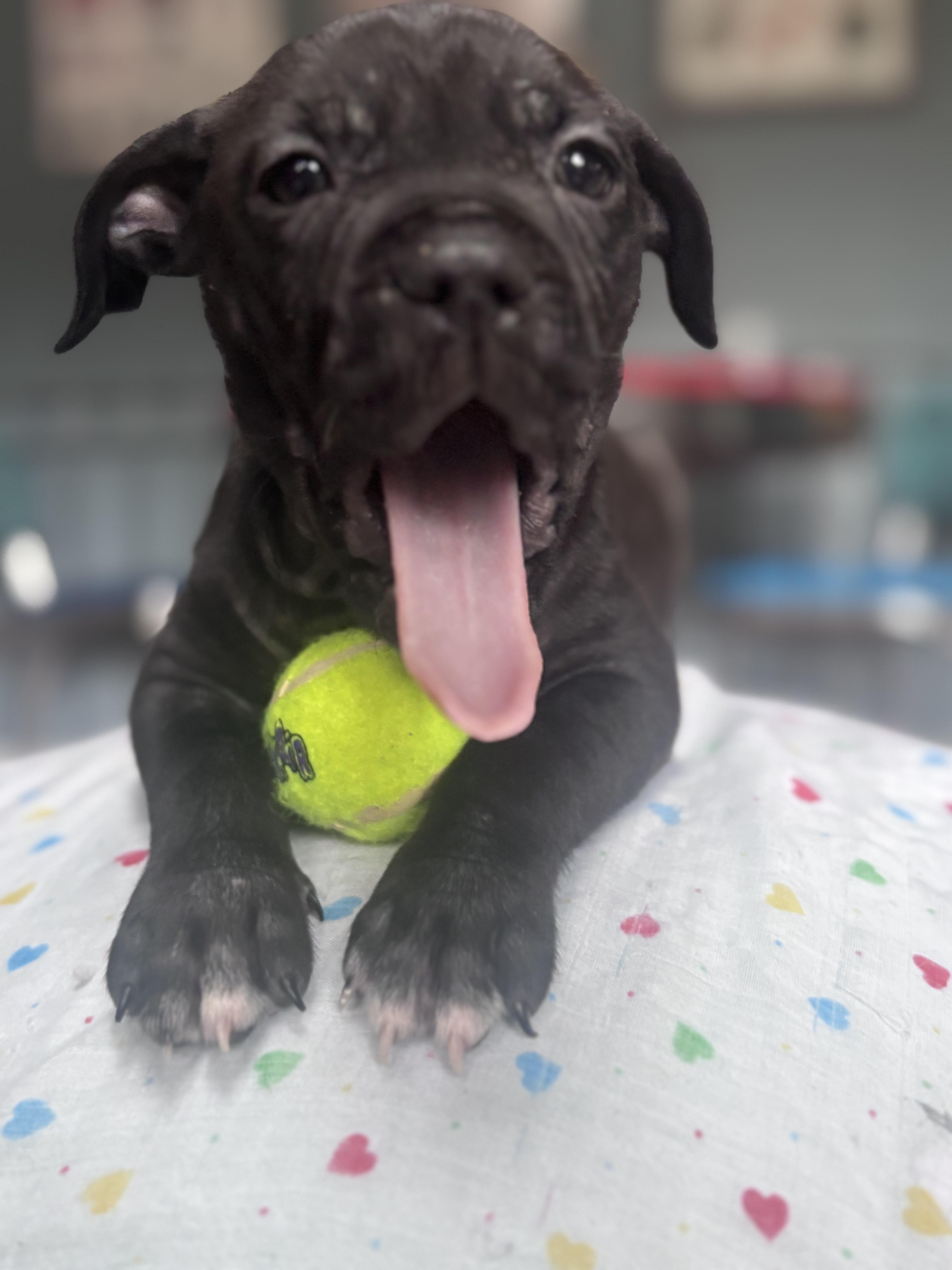 Enlarge Spanky Rascals - Local Leader, a Adoptable mixed breed in Andover, MA image 1/3