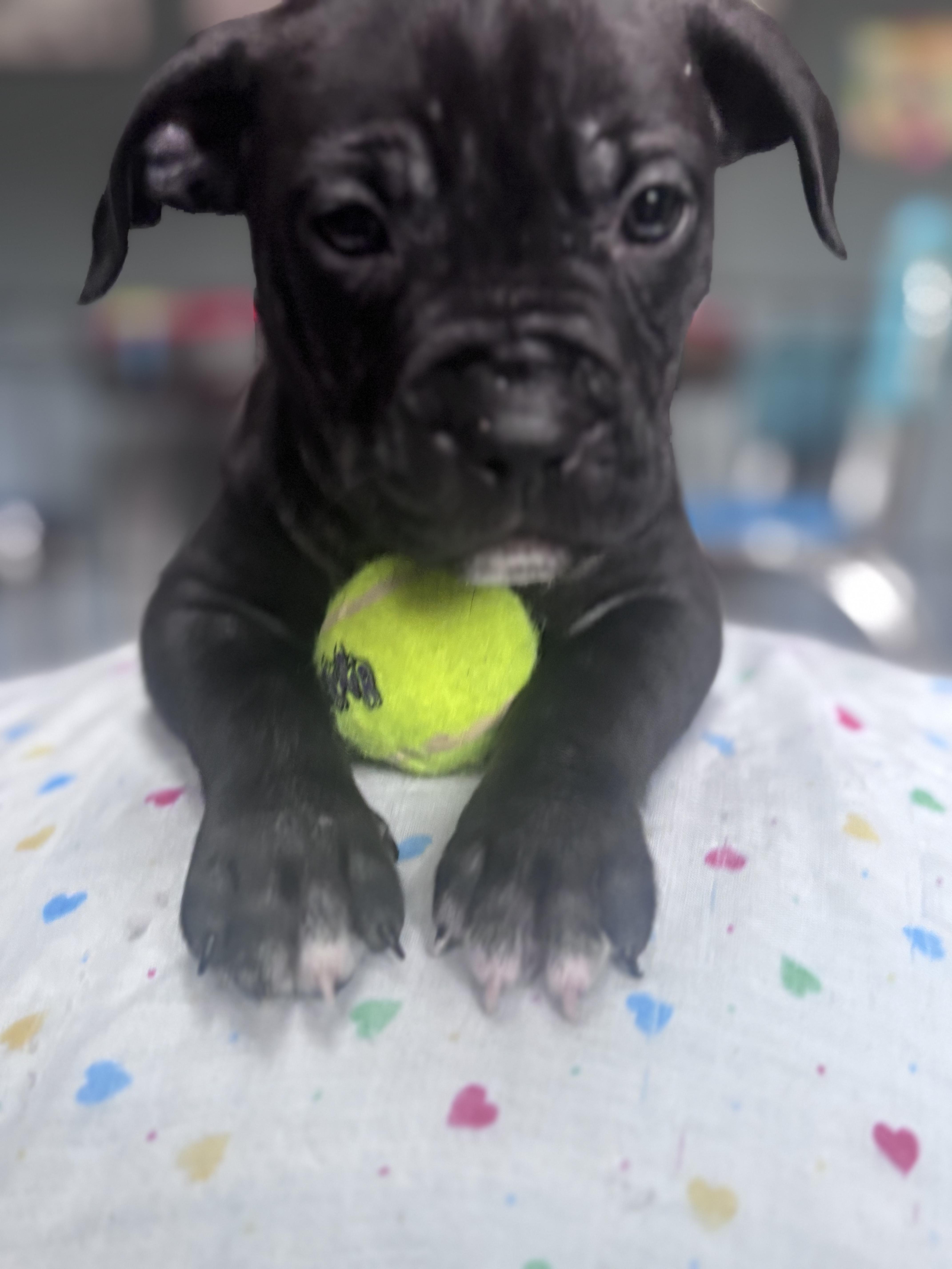 Enlarge Spanky Rascals - Local Leader, a Adoptable mixed breed in Andover, MA image 2/3