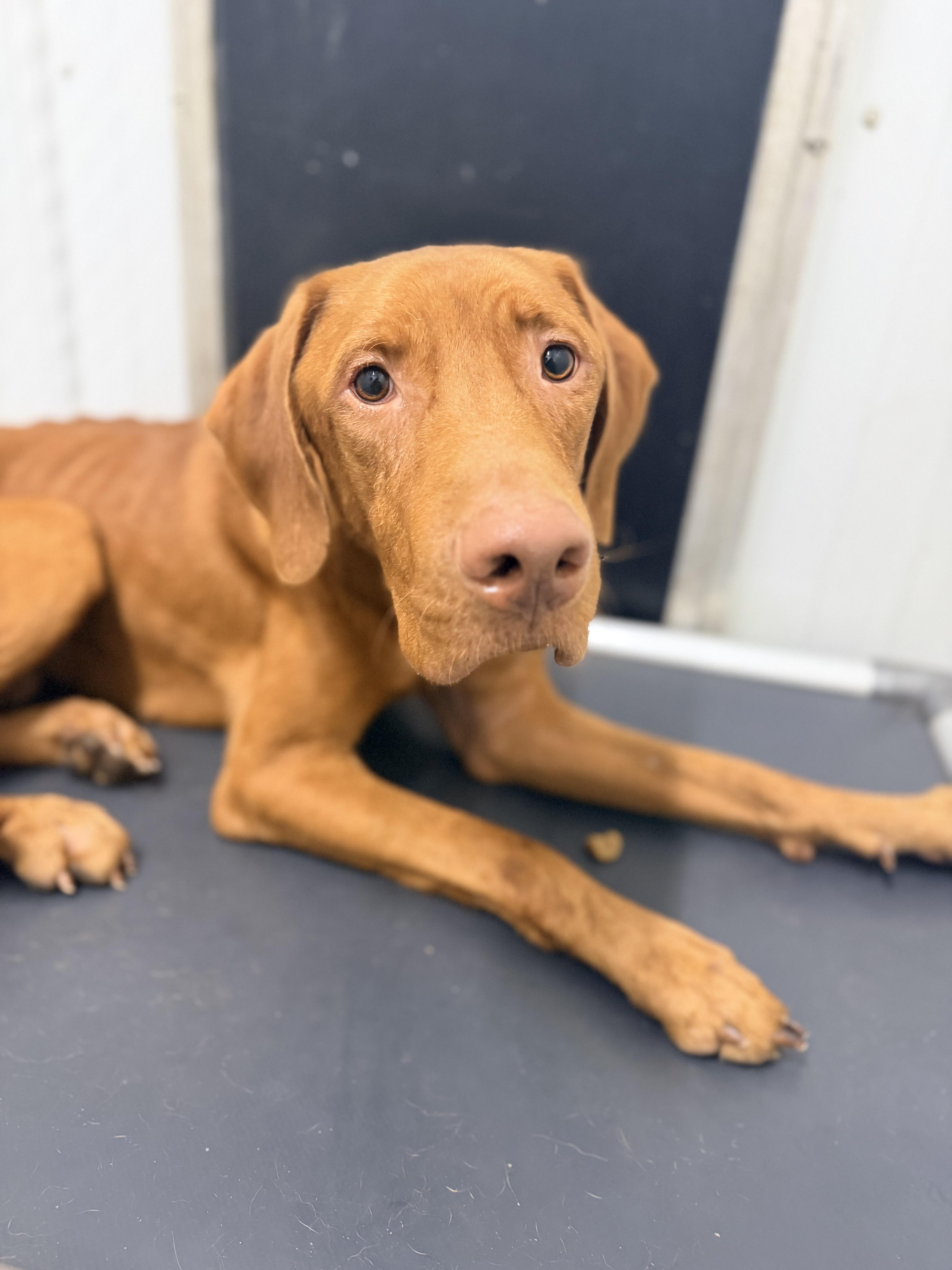 Linus, Adoptable, Adult Male Labrador Retriever & Goldendoodle.