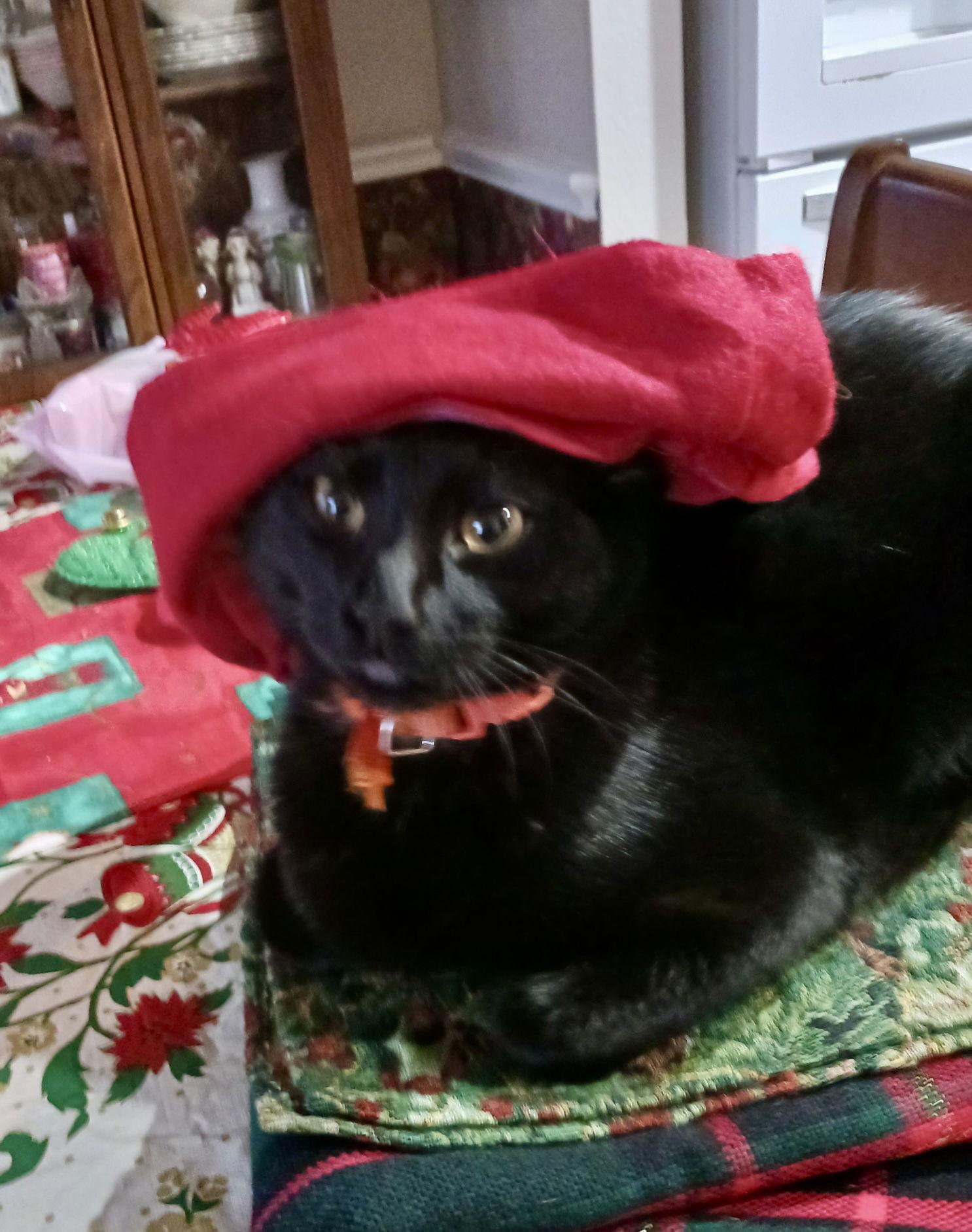 Enlarge Meyers, a Adoptable Domestic Short Hair in Arlington, TX image 1/3