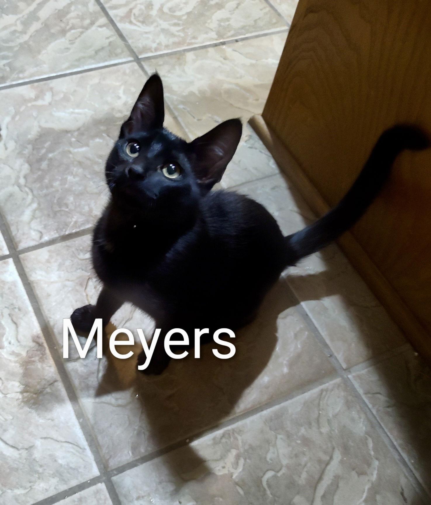 Enlarge Meyers, a Adoptable Domestic Short Hair in Arlington, TX image 2/3