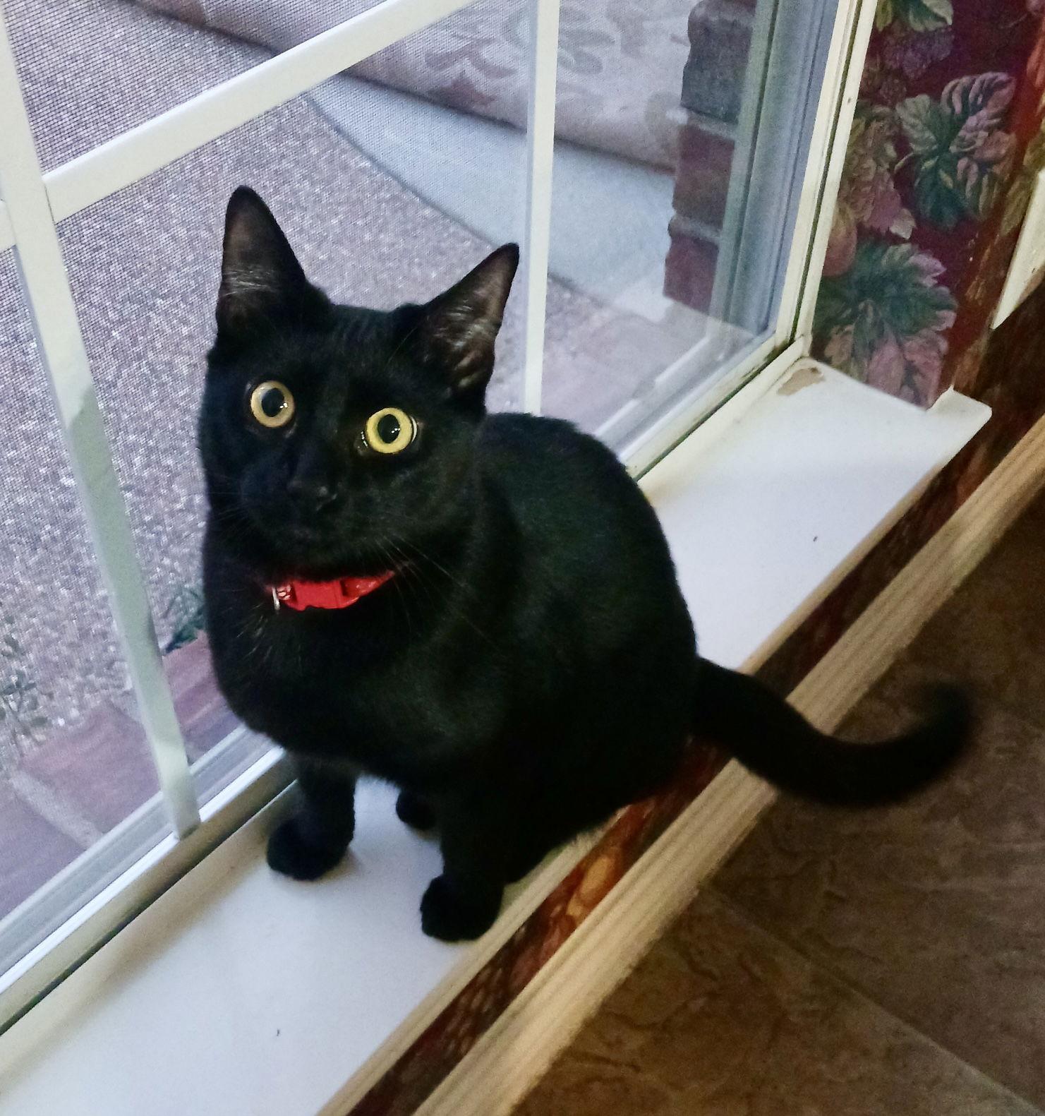 Meyers, a Adoptable Domestic Short Hair in Arlington, TX image 2/3