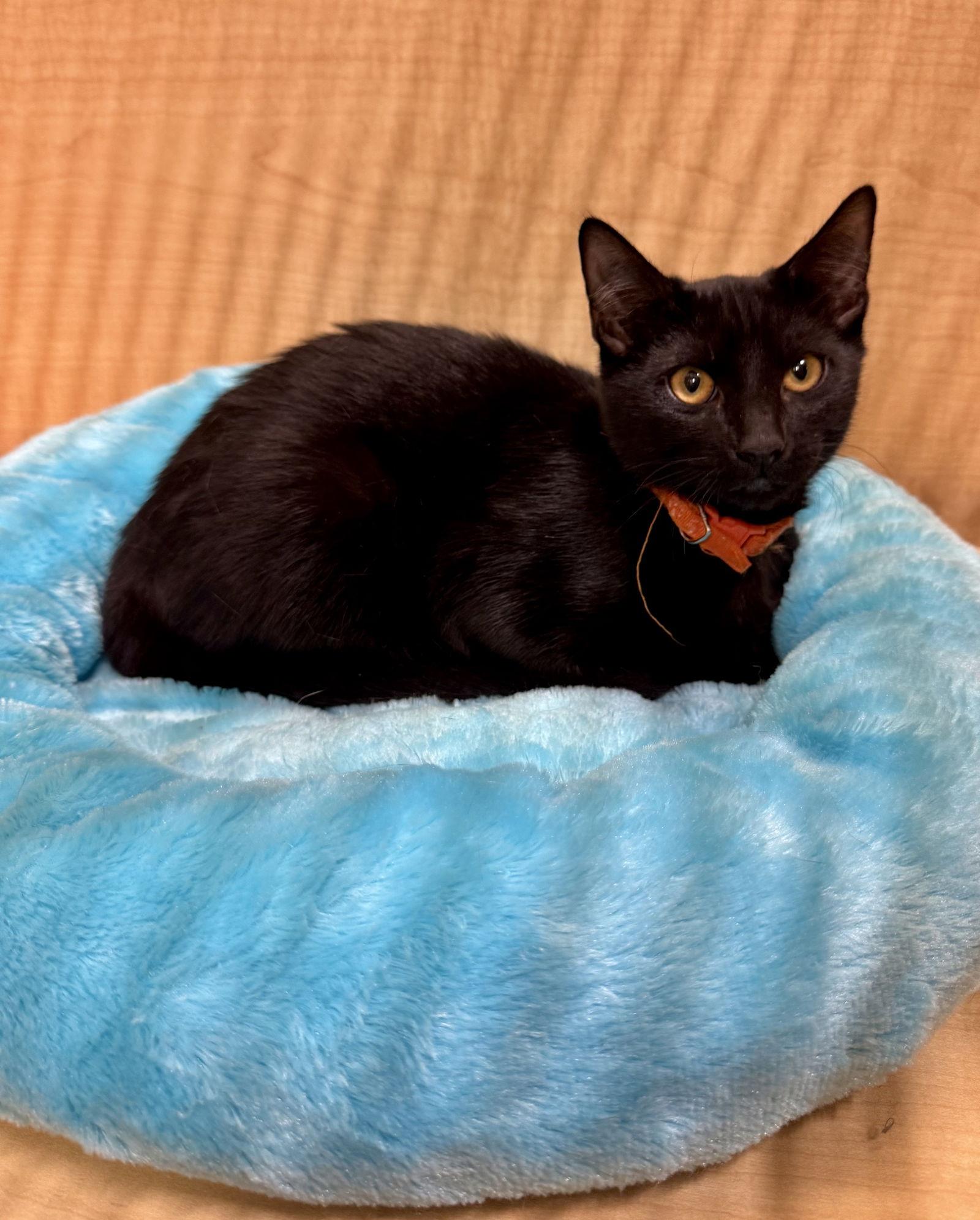 Enlarge Meyers, a Adoptable Domestic Short Hair in Arlington, TX image 3/3