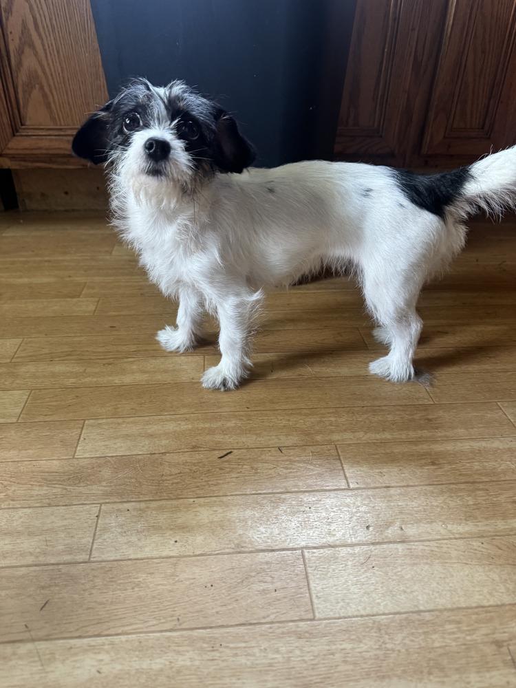 Ellie, adopted, Young Female Chihuahua.