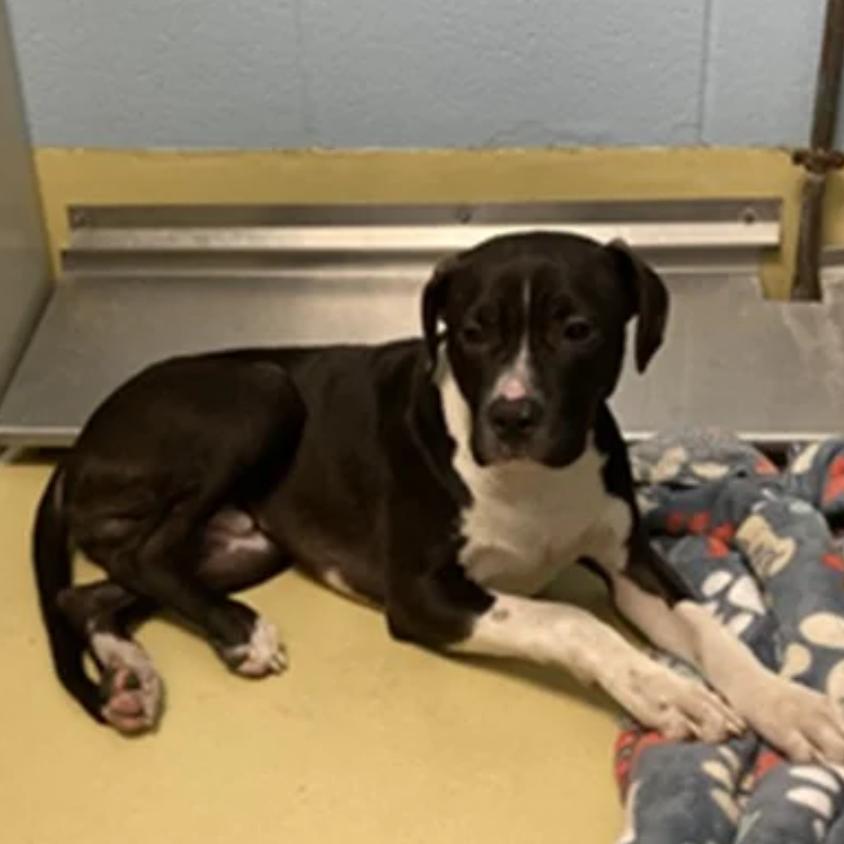 Ranger Boone — thumbnail 2