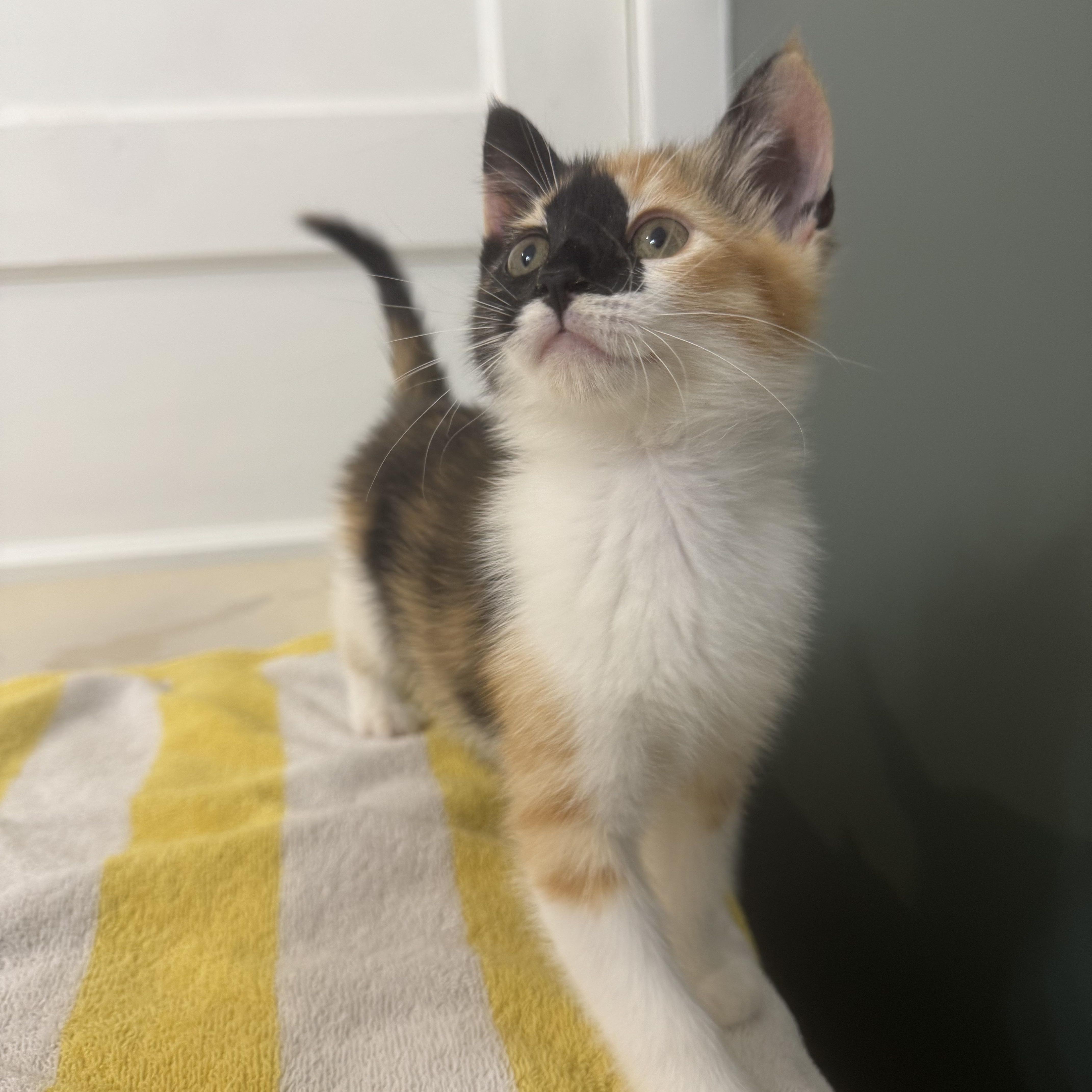 Idaho, an adopted Domestic Short Hair in Bryan, TX image 3/6