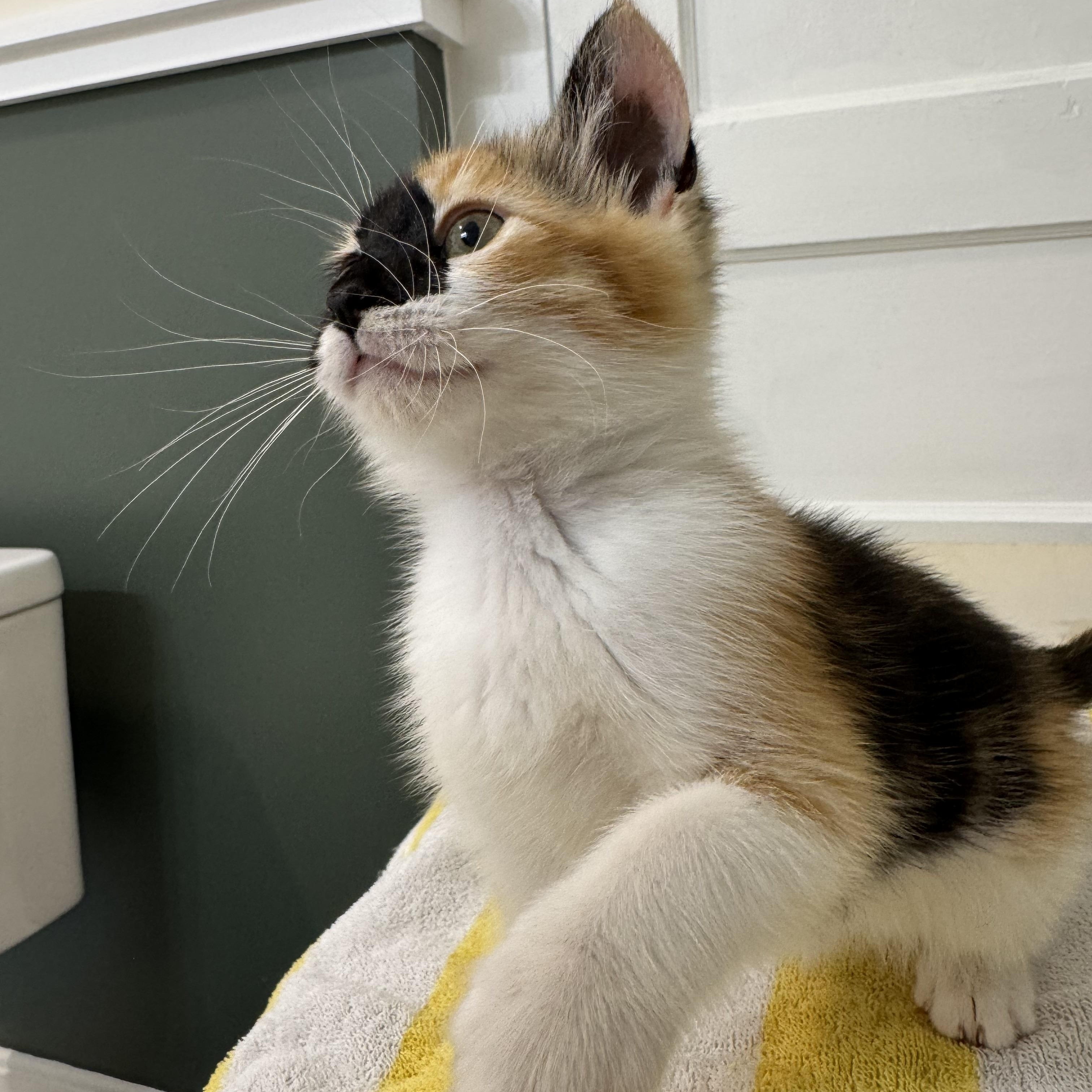 Idaho, an adopted Domestic Short Hair in Bryan, TX image 4/6