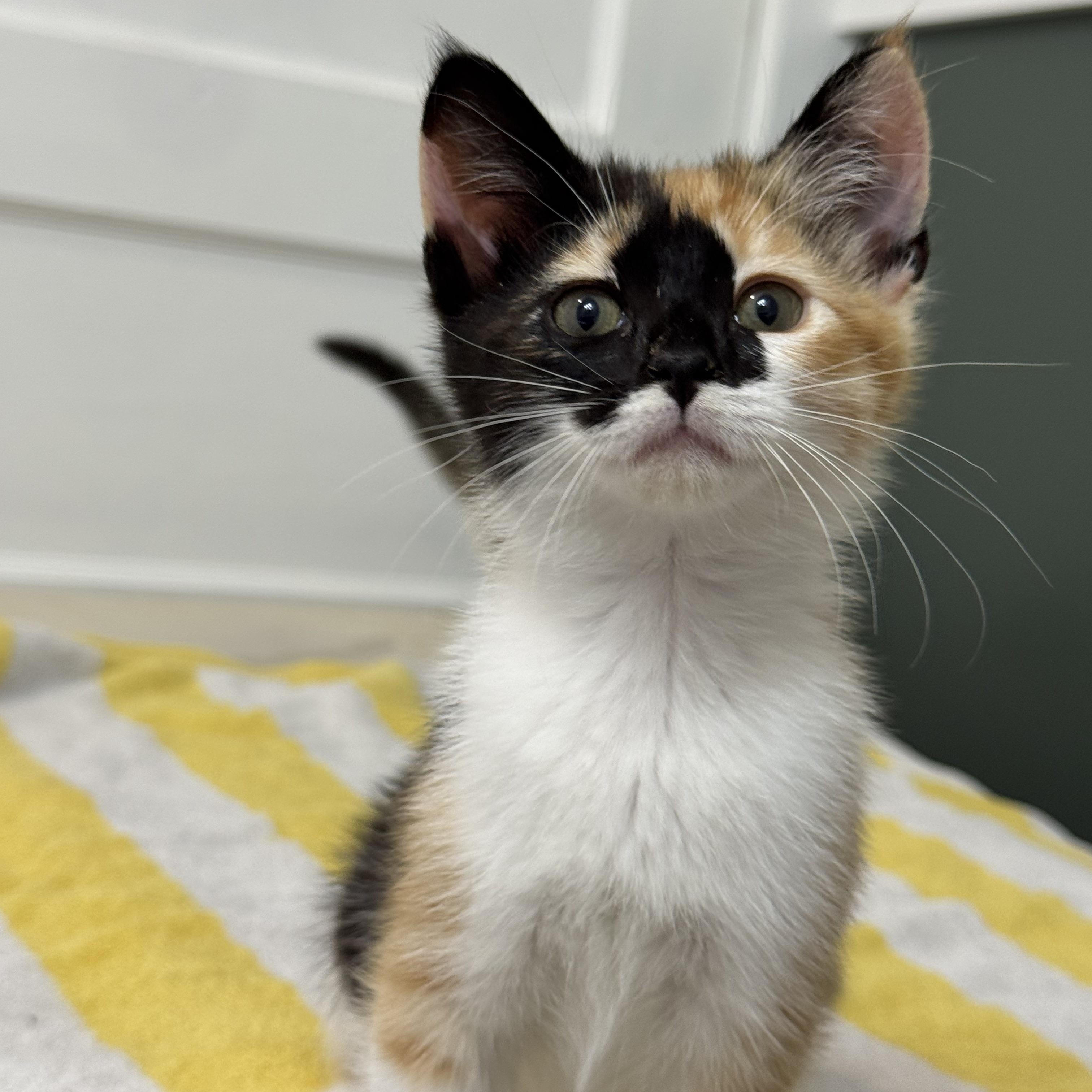 Idaho, an adopted Domestic Short Hair in Bryan, TX image 5/6