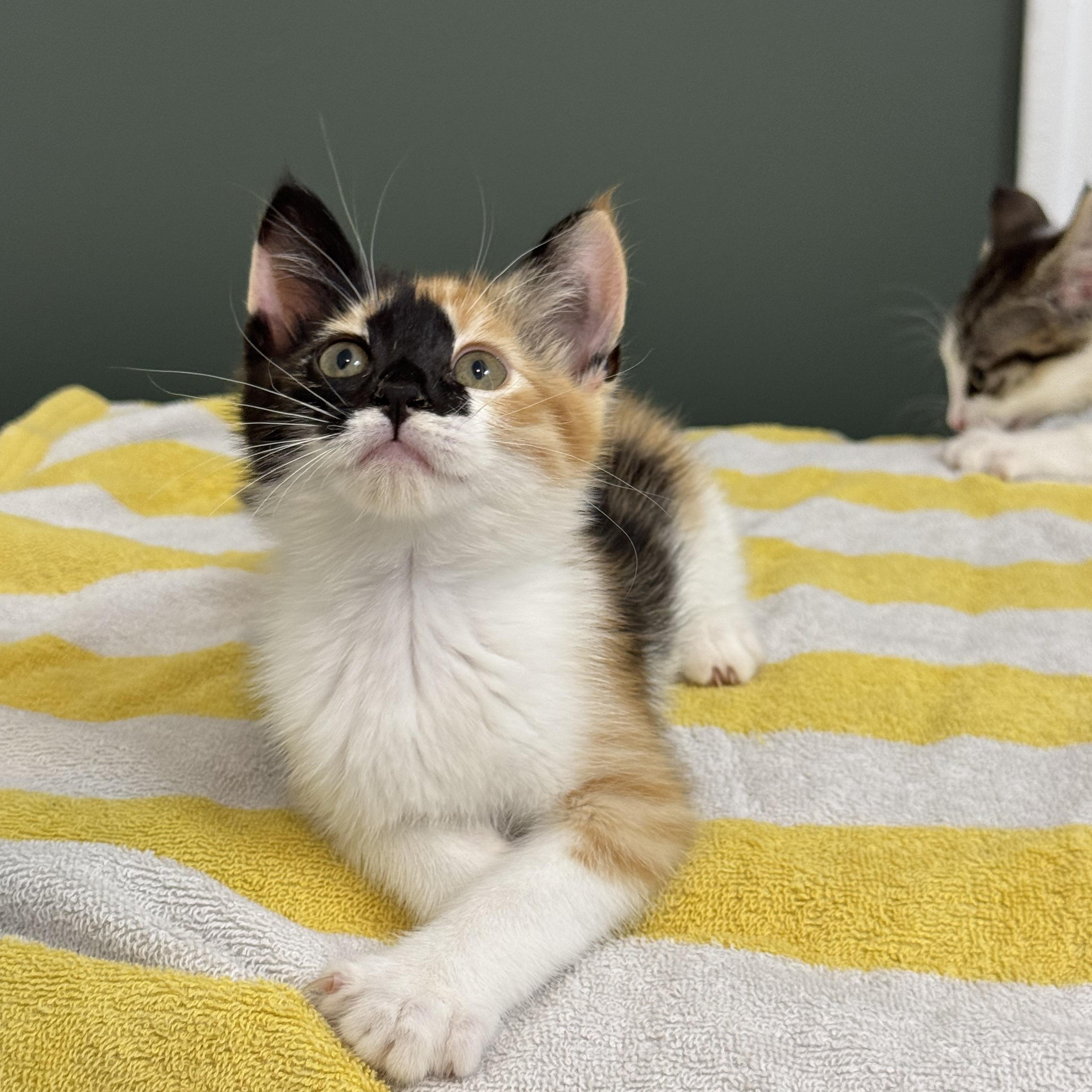 Idaho, an adopted Domestic Short Hair in Bryan, TX image 1/6
