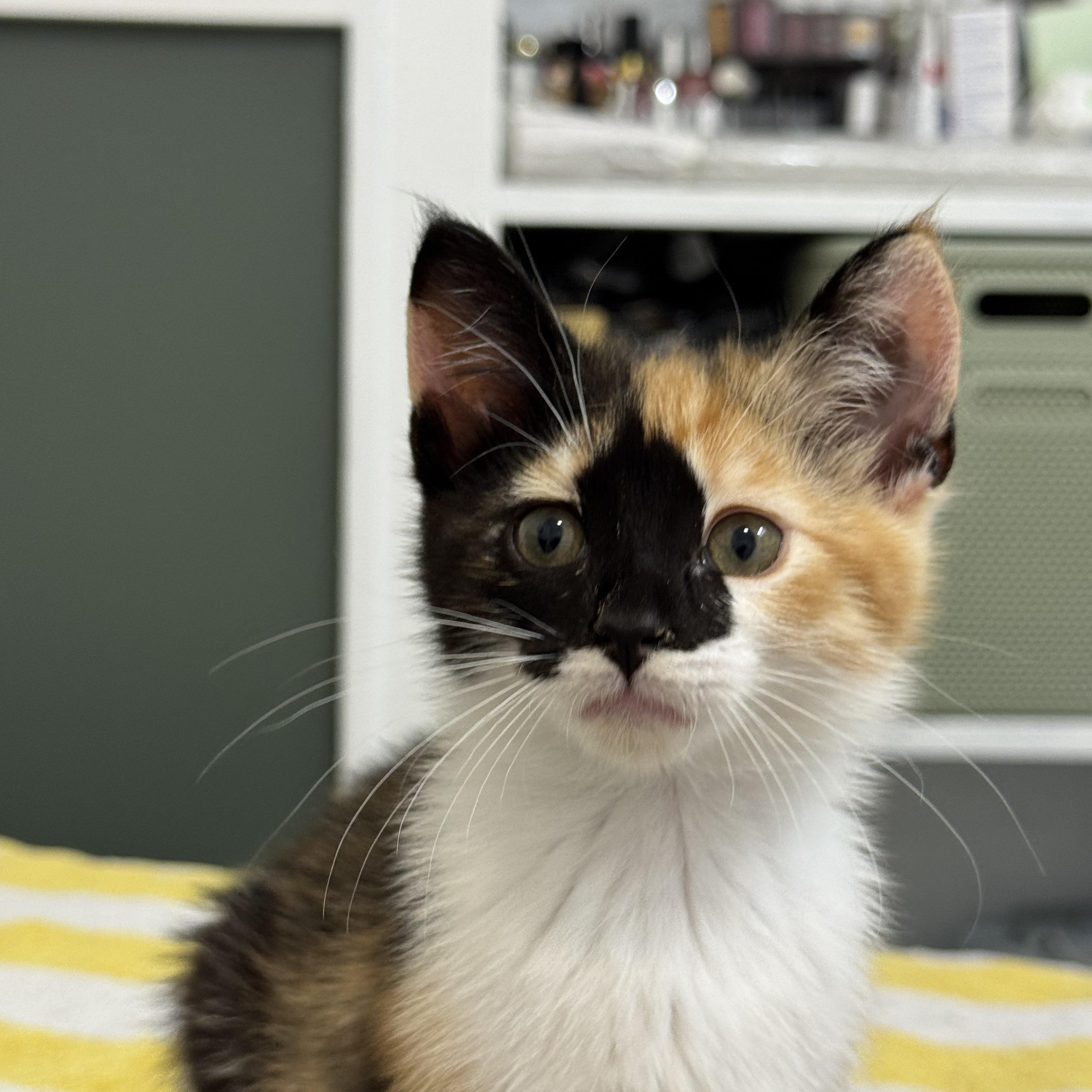 Idaho, an adopted Domestic Short Hair in Bryan, TX image 2/6