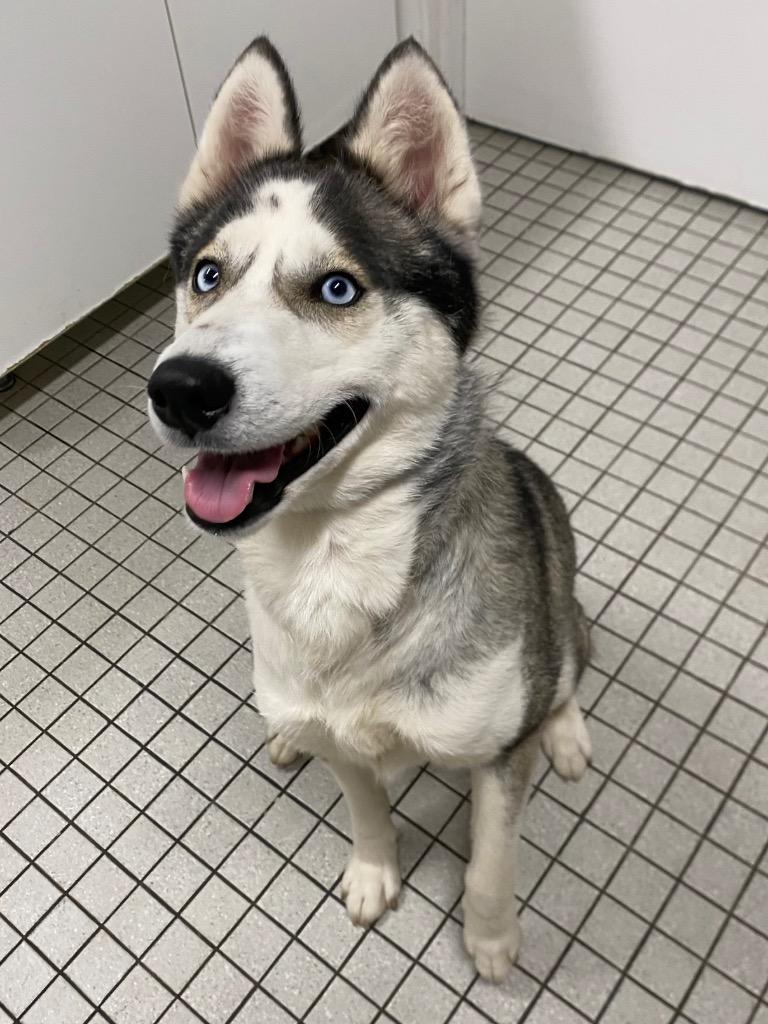 Nadja, Adoptable, Young Female Husky.