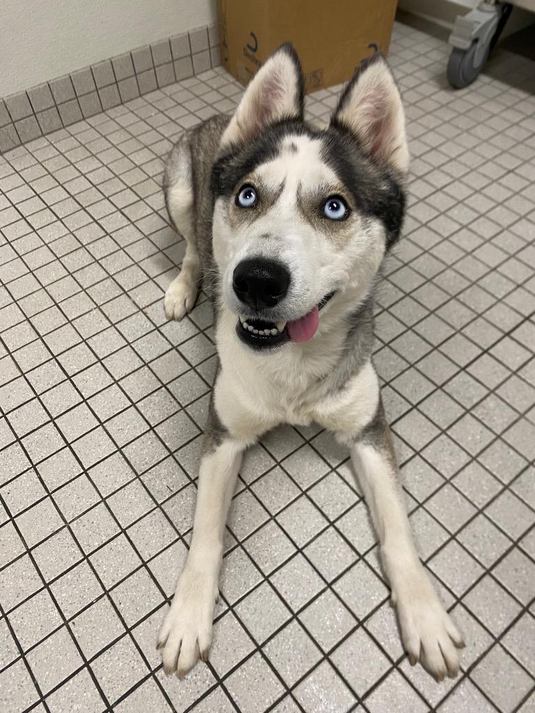 Enlarge Nadja, a Adoptable Husky in Fall River, MA image 2/6