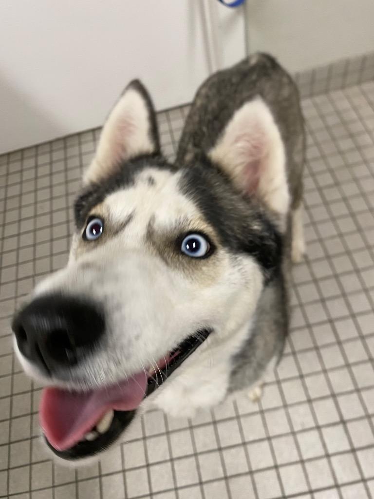 Enlarge Nadja, a Adoptable Husky in Fall River, MA image 3/6