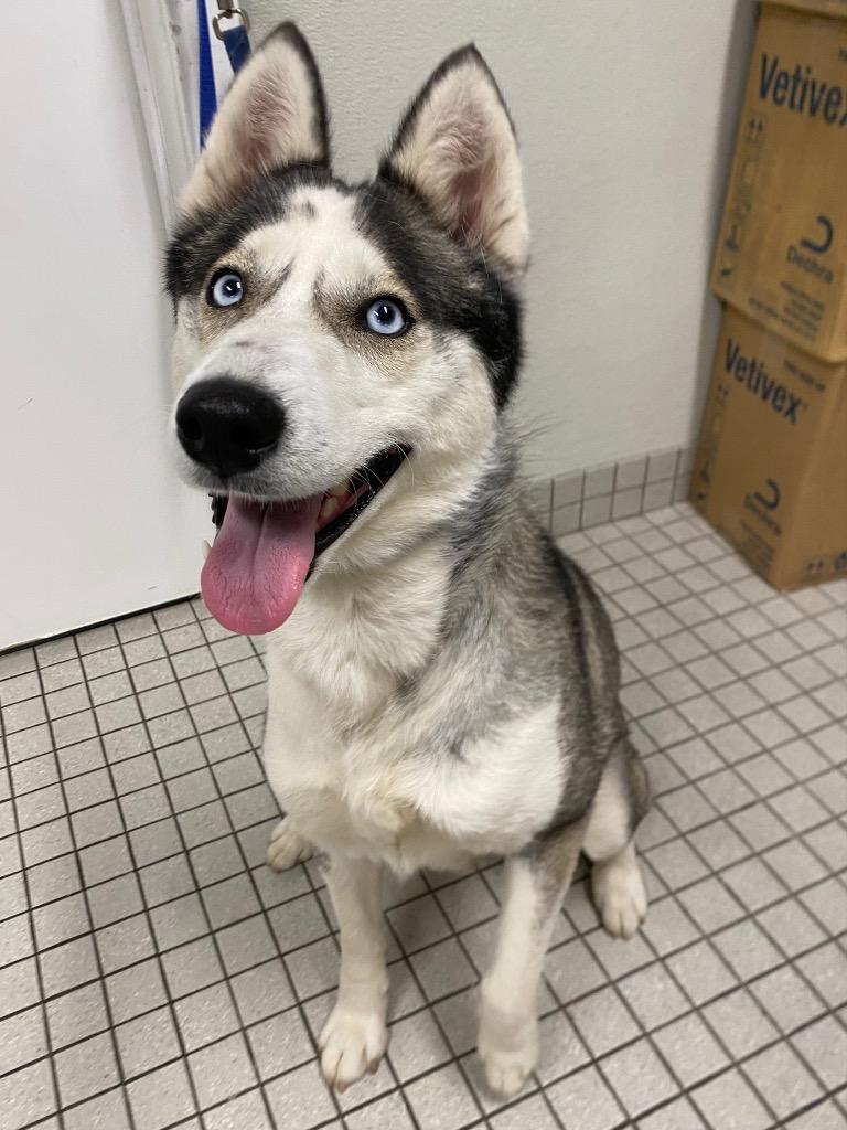 Enlarge Nadja, a Adoptable Husky in Fall River, MA image 4/6