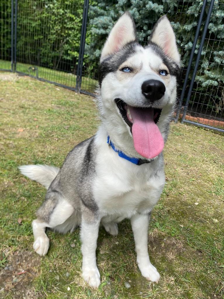 Enlarge Nadja, a Adoptable Husky in Fall River, MA image 5/6