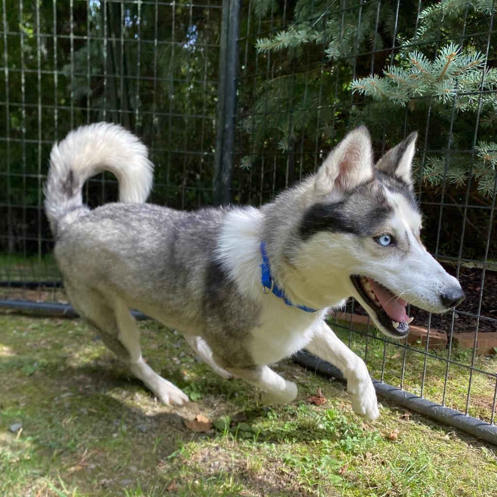 Enlarge Nadja, a Adoptable Husky in Fall River, MA image 6/6