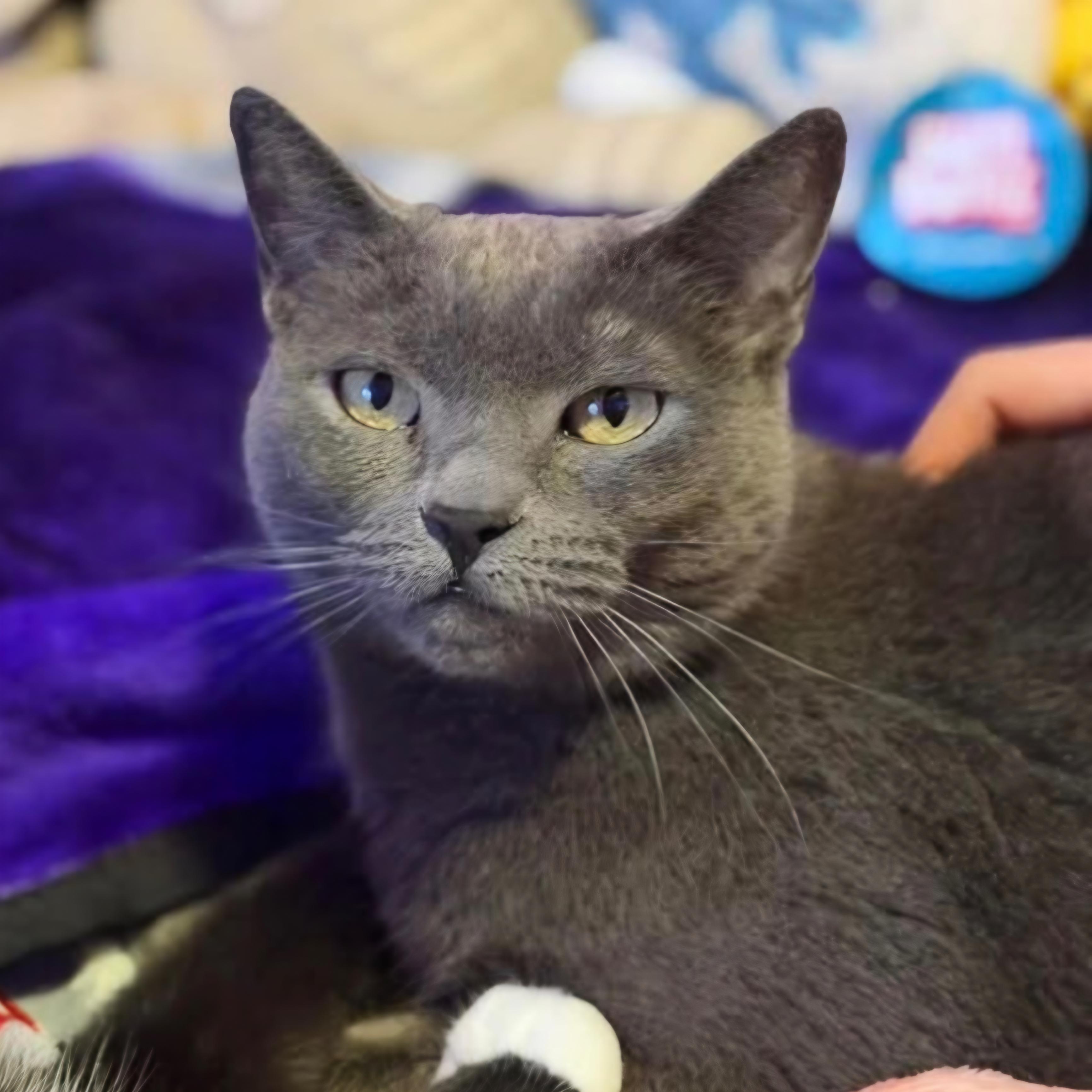 Daisy, ADOPTABLE, Adult Female Domestic Short Hair.