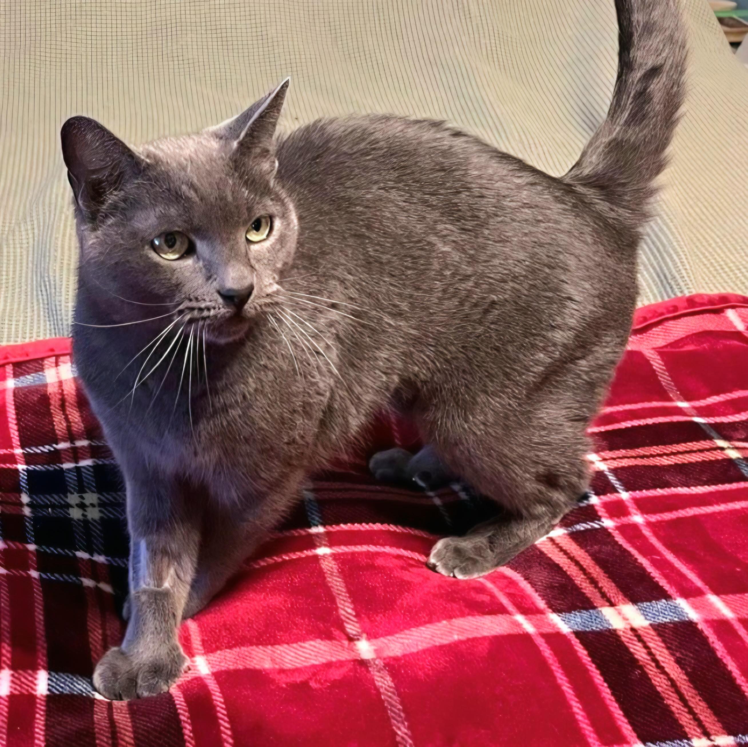 Enlarge Daisy, a ADOPTABLE mixed breed in Amsterdam, NY image 4/5