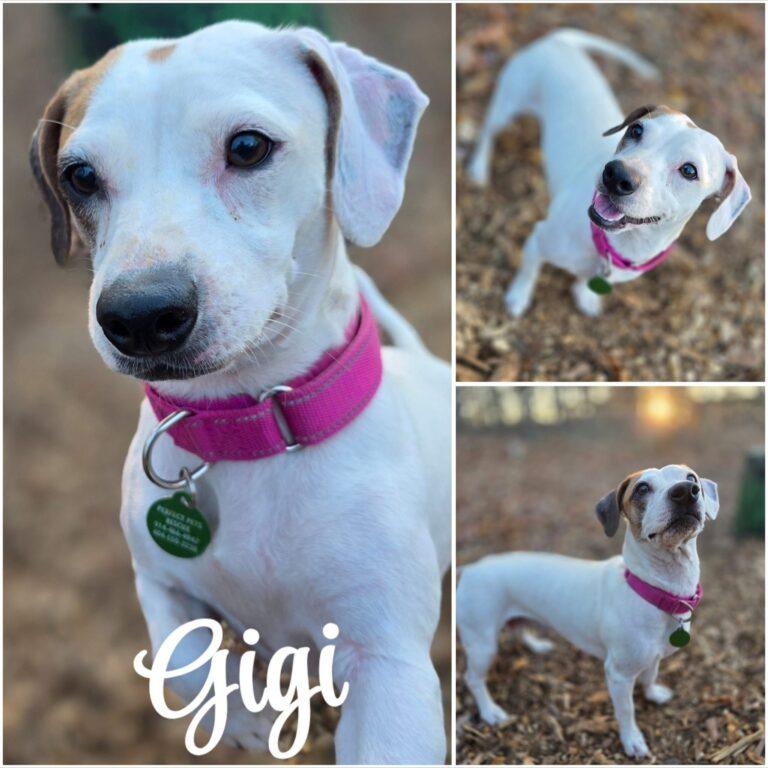 Enlarge Gigi, a ADOPTABLE mixed breed in Red Hook, NY image 1/4