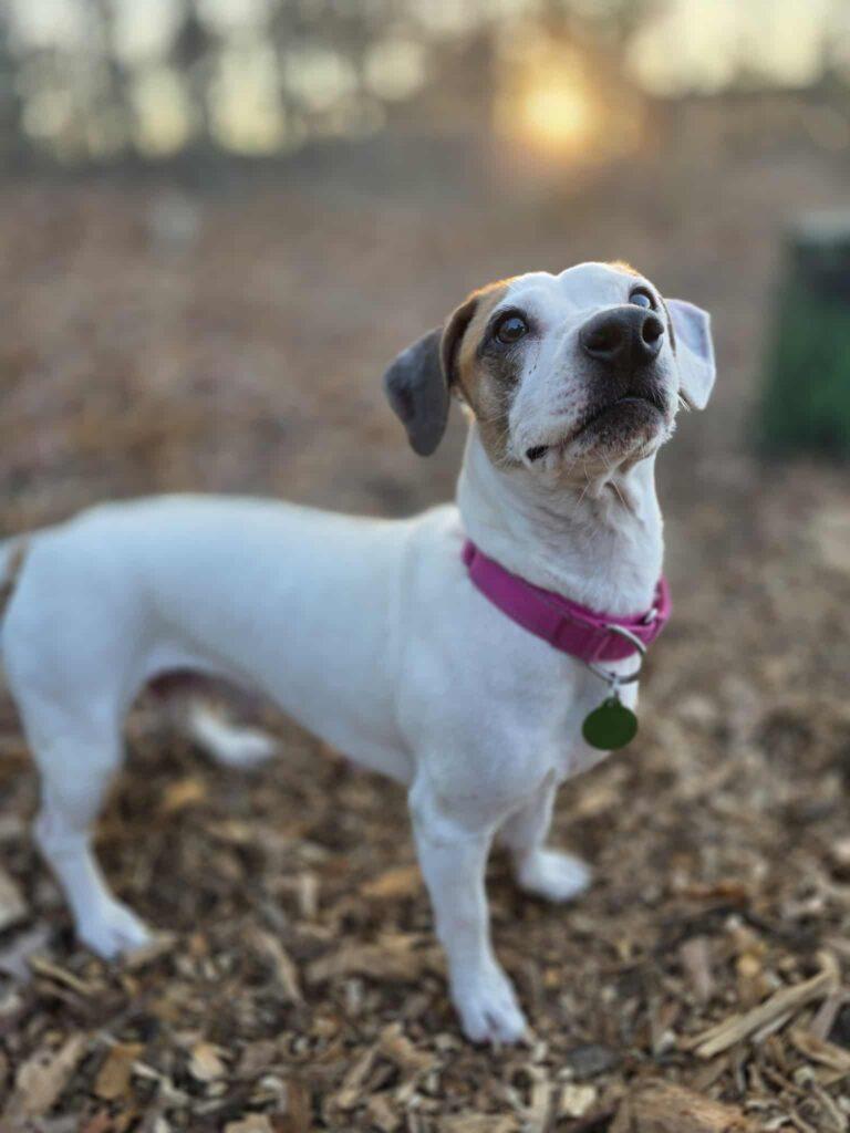Enlarge Gigi, a ADOPTABLE mixed breed in Red Hook, NY image 2/4