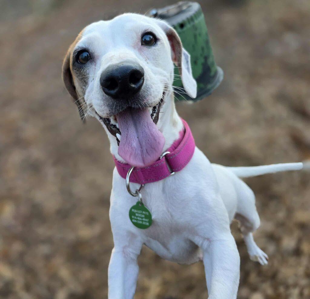 Enlarge Gigi, a ADOPTABLE mixed breed in Red Hook, NY image 3/4