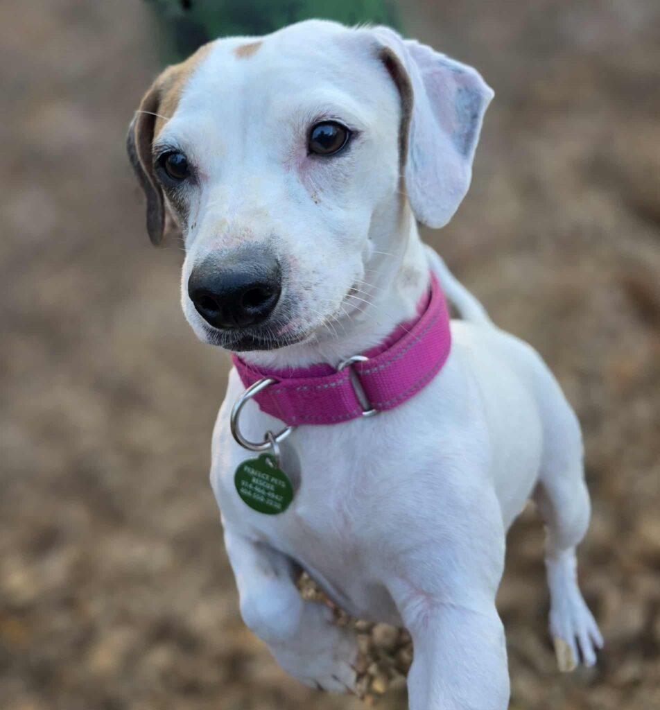 Enlarge Gigi, a ADOPTABLE mixed breed in Red Hook, NY image 4/4