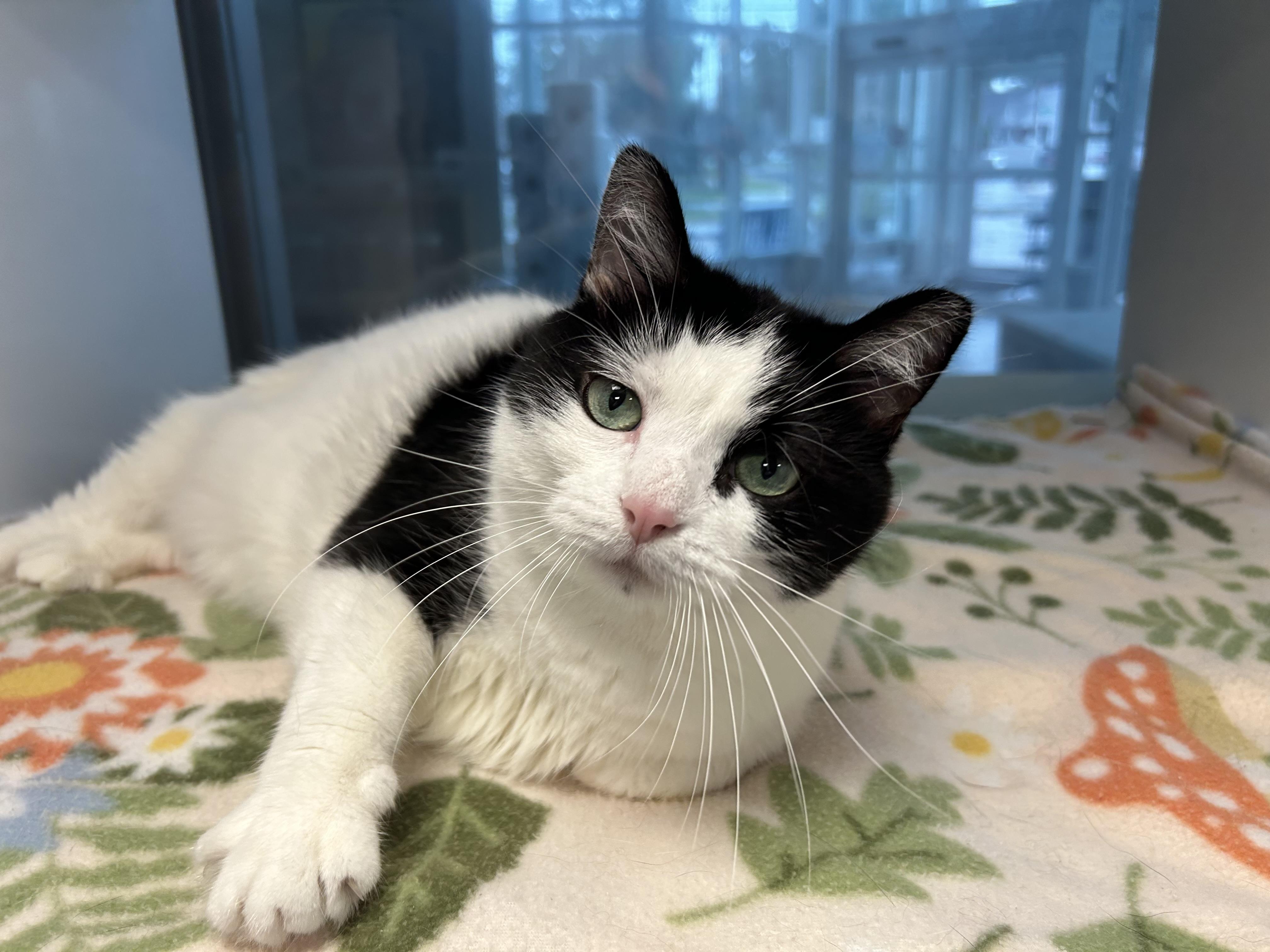 Enlarge Moonshine, a Adoptable Domestic Short Hair in Toledo, OH image 1/1