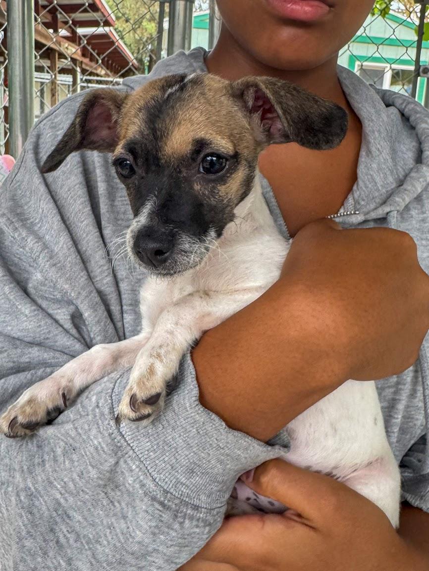BABY FRANK, a Adoptable mixed breed in Fresno, CA image 3/4