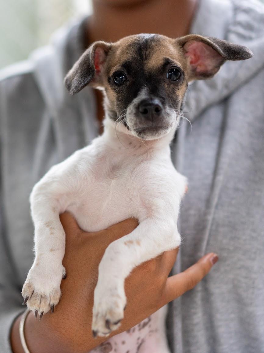 BABY FRANK, a Adoptable mixed breed in Fresno, CA image 4/4