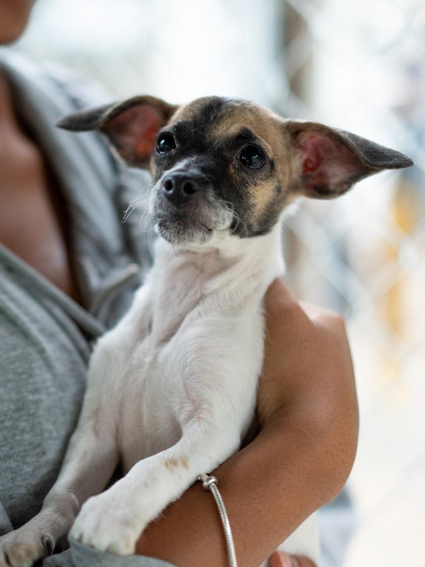 BABY FRANK, a Adoptable mixed breed in Fresno, CA image 2/4