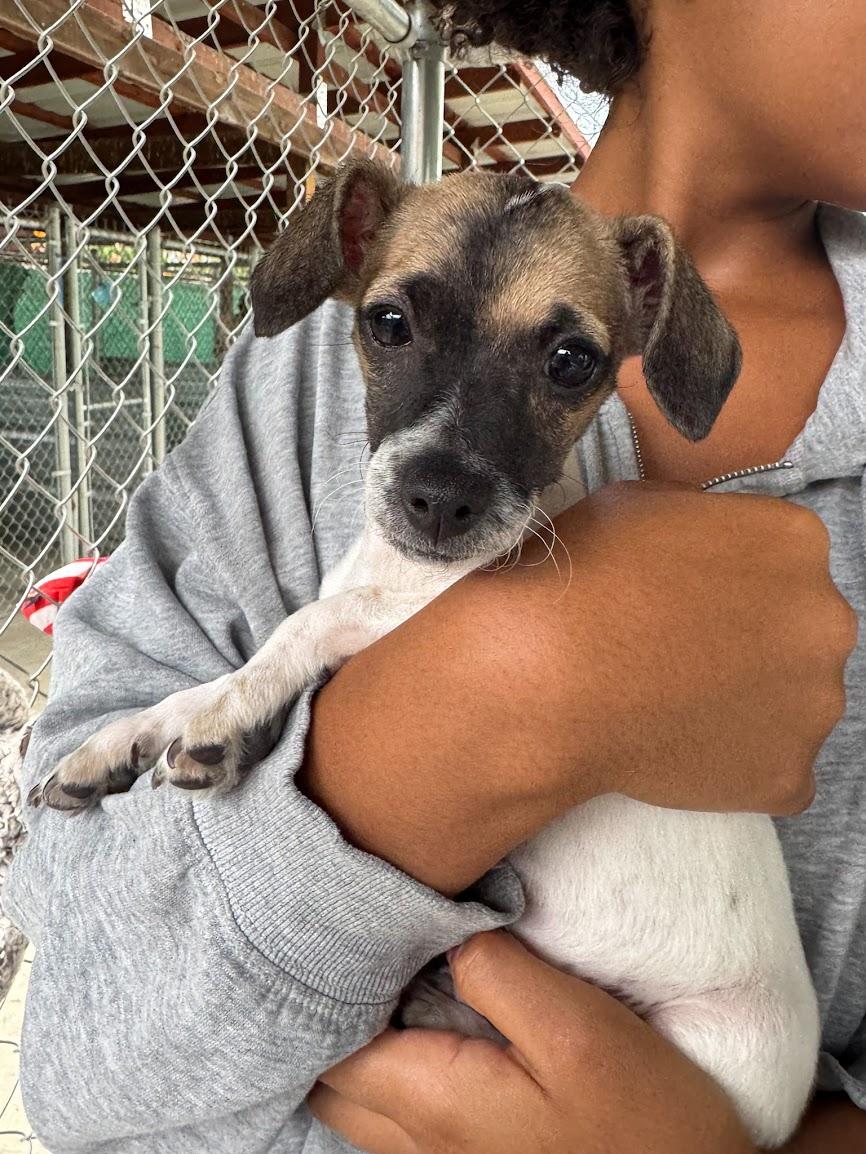 BABY FRANK, Adoptable, Puppy Male Chihuahua.