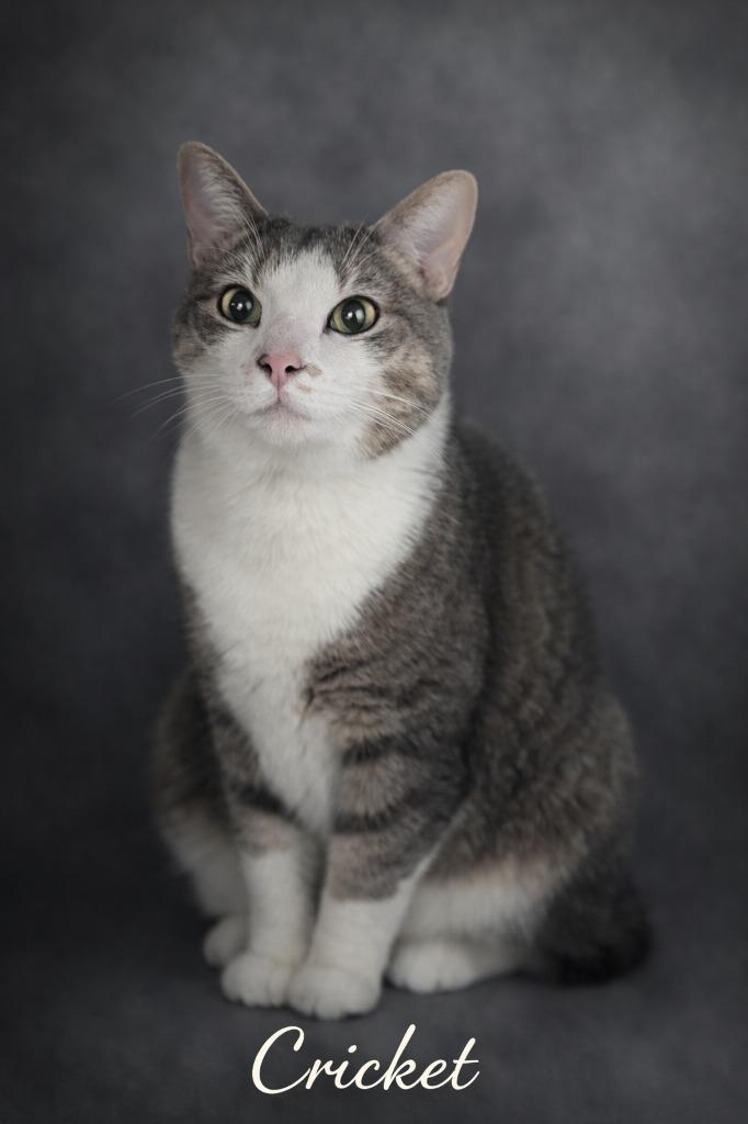 Enlarge Cricket, a Adoptable mixed breed in Leonardtown, MD image 1/2