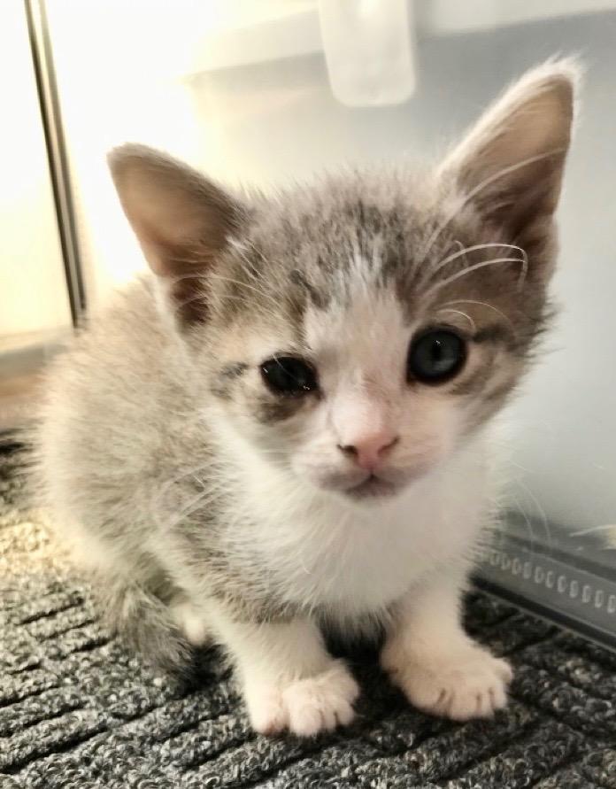 Enlarge Cricket, a Adoptable mixed breed in Leonardtown, MD image 2/2