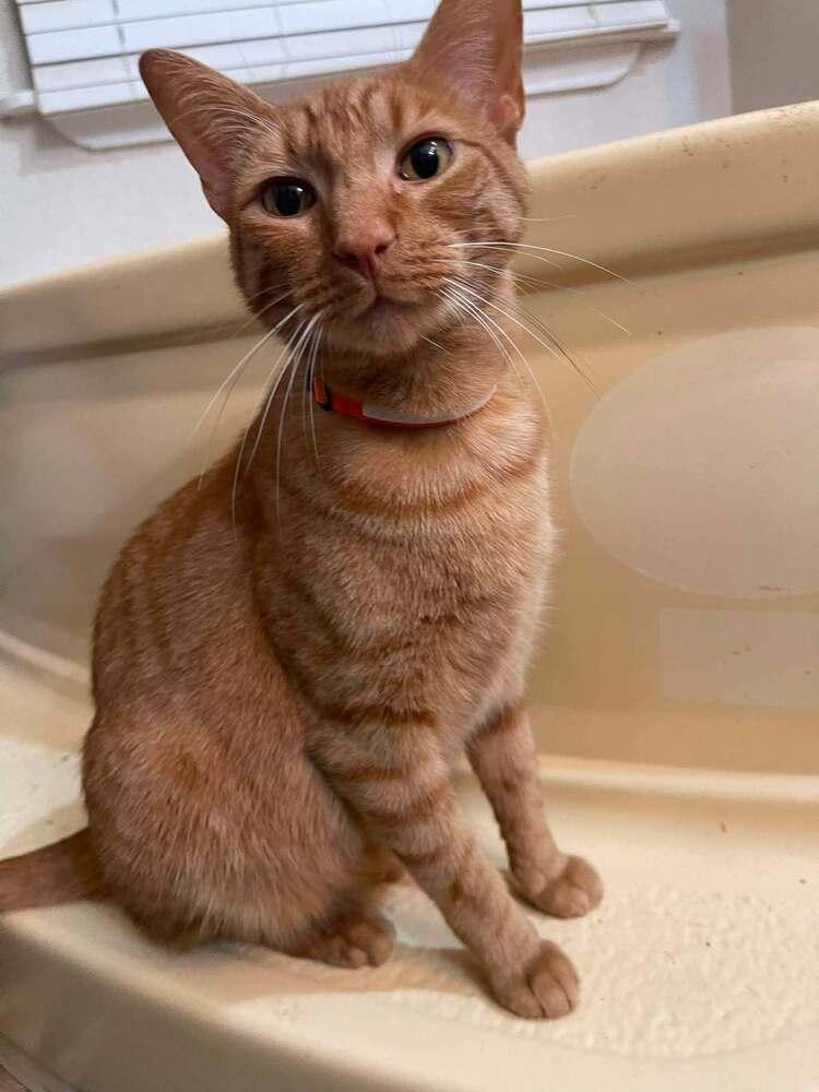 Orion, Adoptable, Adult Male Domestic Short Hair.