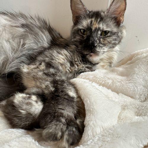 Jubilee, Adoptable, Adult Female Maine Coon & Extra-Toes Cat / Hemingway Polydactyl.