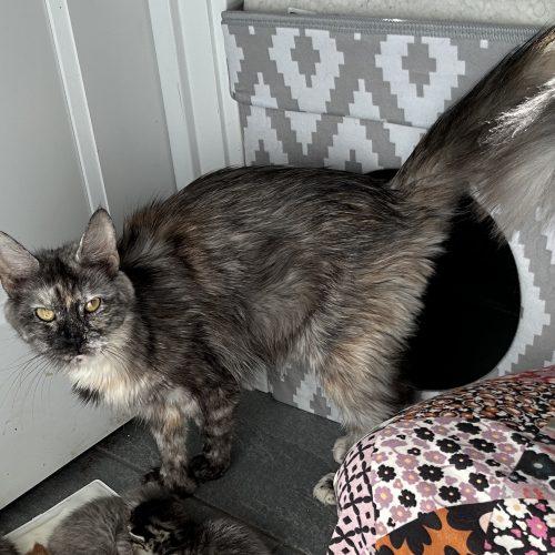 Enlarge Jubilee, a Adoptable mixed breed in Tipp City, OH image 2/3