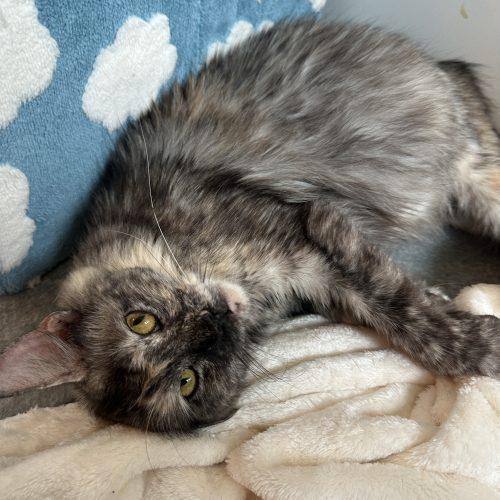 Enlarge Jubilee, a Adoptable mixed breed in Tipp City, OH image 3/3