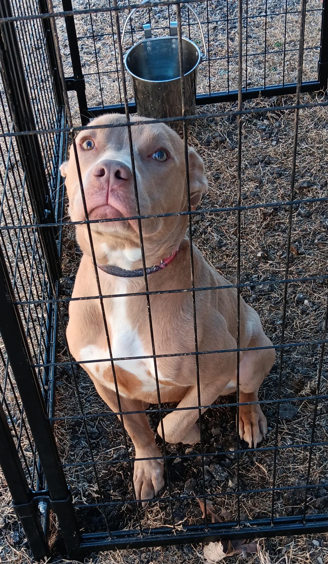 Enlarge Kane , a ADOPTABLE mixed breed in Valley Center, KS image 1/1